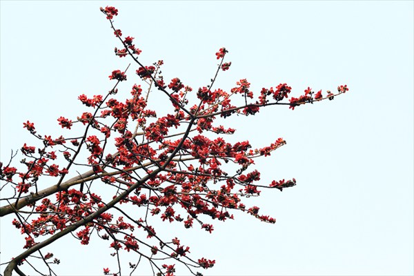 Парки Гуанчжоу (6)